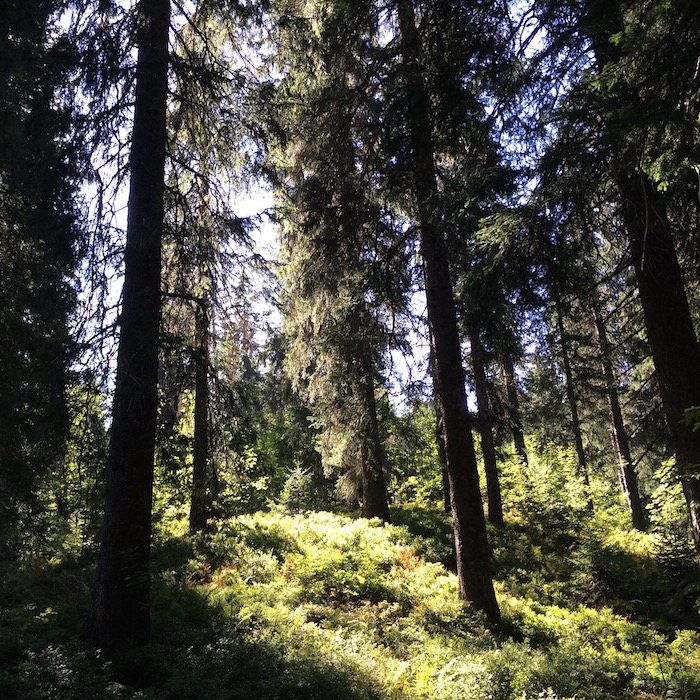Morgens im Wald